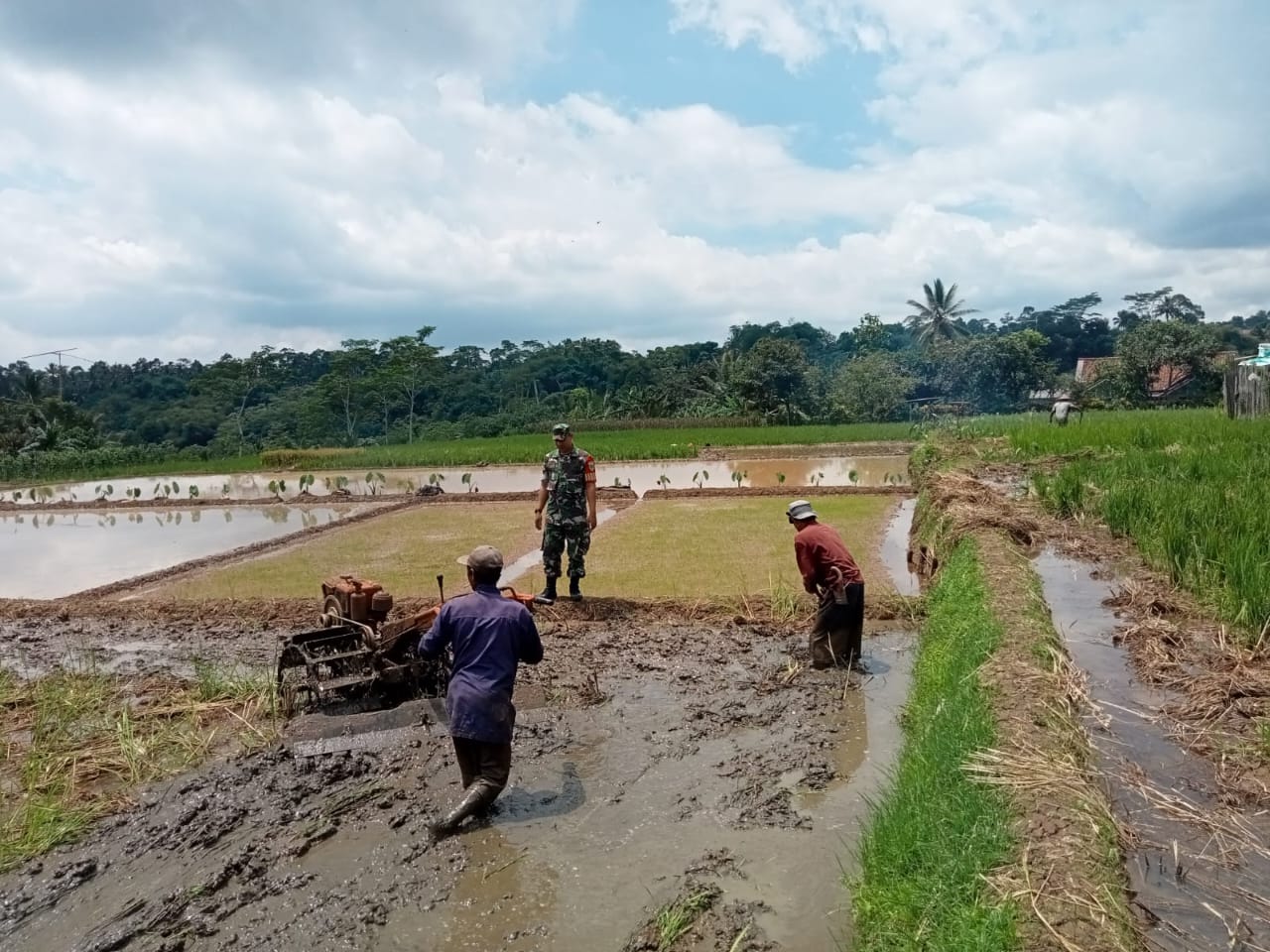 Giat Sertu Herwan Afrianto Dampingi Poktan Si Kacil dalam Ketahanan Pangan