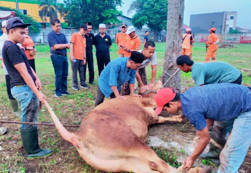 DPP Permata MHT, Lakukan Pemotongan Hewan Qurban Sebanyak 8 ekor sapi dan 2 ekor kambing