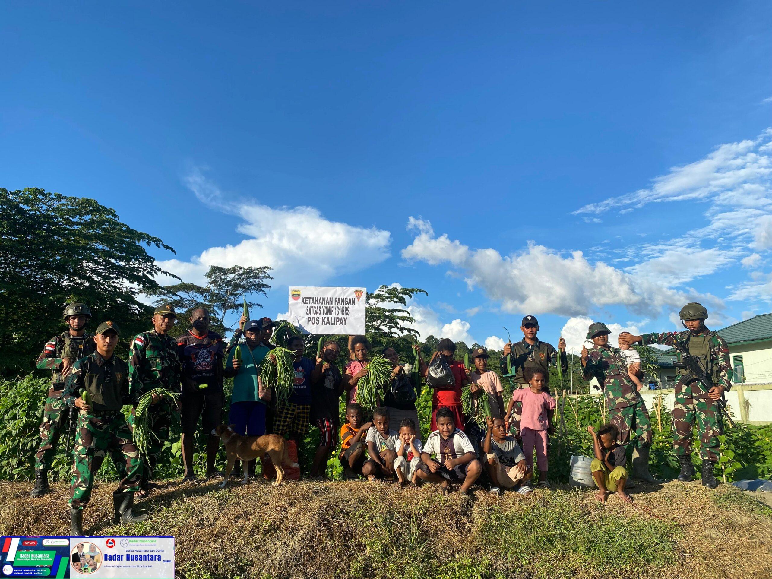 Berbagi Hasil Ketahanan Pangan, Personil Satgas Yonif 131/Brajasakti Pos Kalipay Panen sayuran bersama warga di Distrik Waris