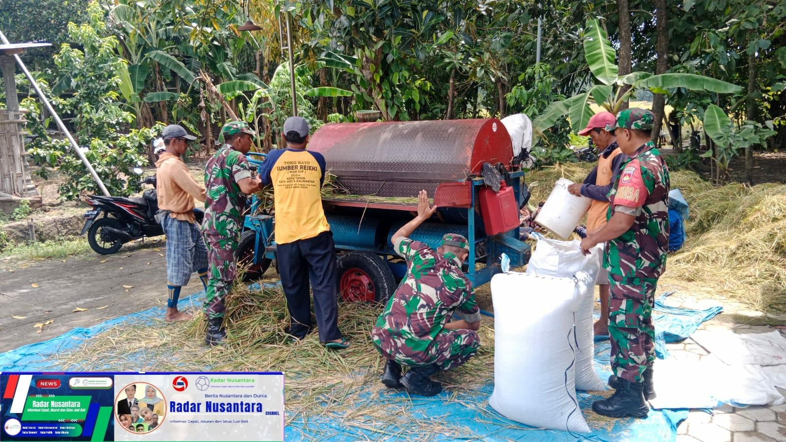 Musim Panen Padi Tak Lepas Dari Perhatian Babinsa Pilangsari