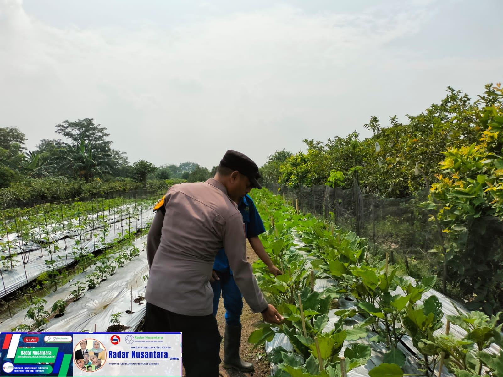 Bhabinkamtibmas Sambibulu Polsek Taman Cek Pekarangan Pangan Lestari